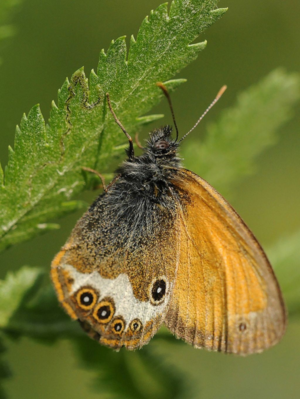 Coenonympha arcania? S