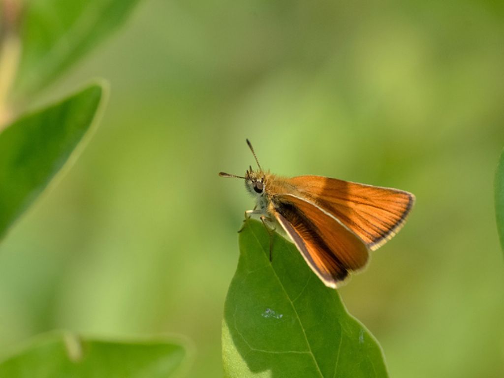 Ochlodes sylvanus e Thymelicus sylvestris