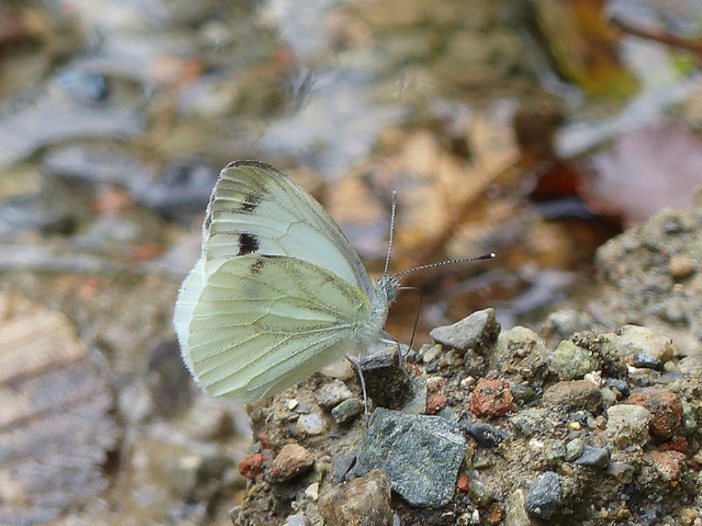 Lepidottero da determinare - Pieris napi