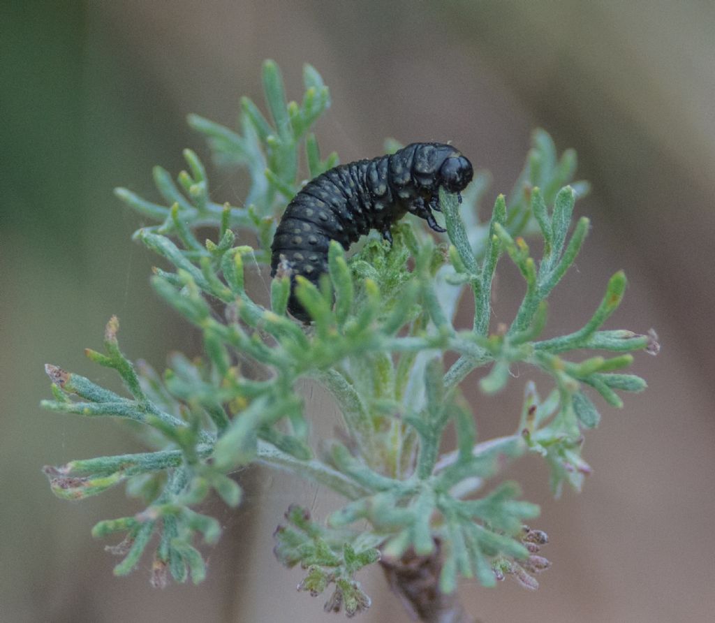 Larva da determinare: Arima marginata? (Chrysomelidae)