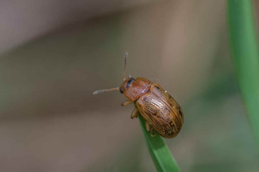 Gonioctena sp., Chrysomelidae