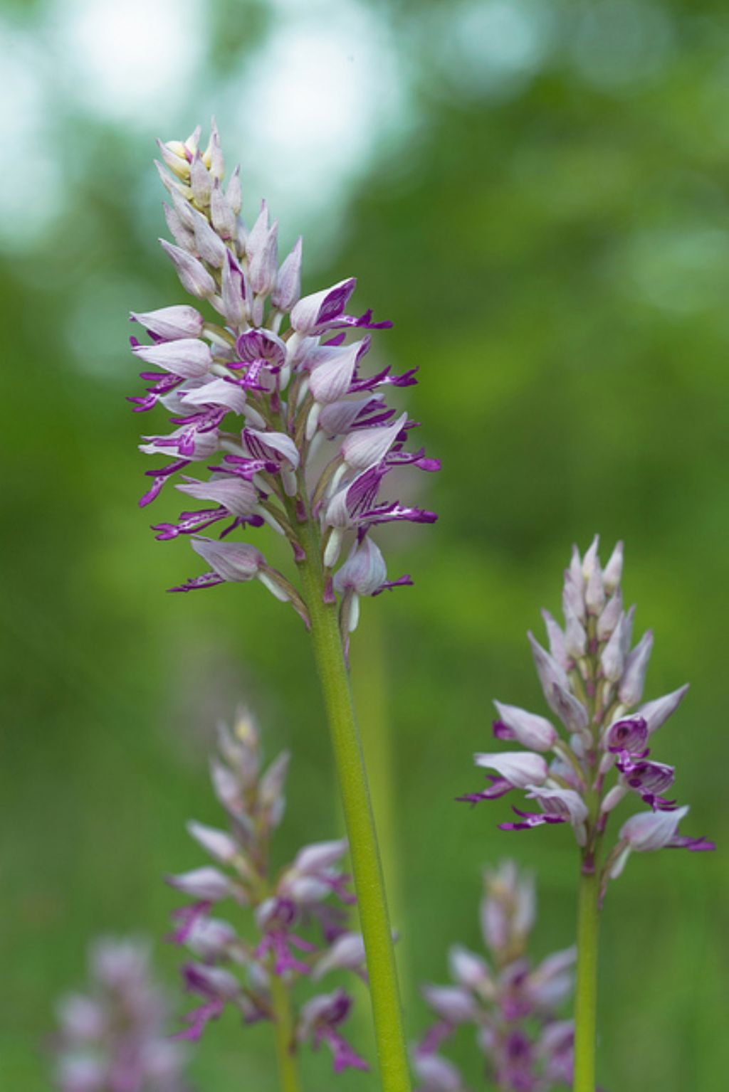 Orchis militaris / Orchidea militare