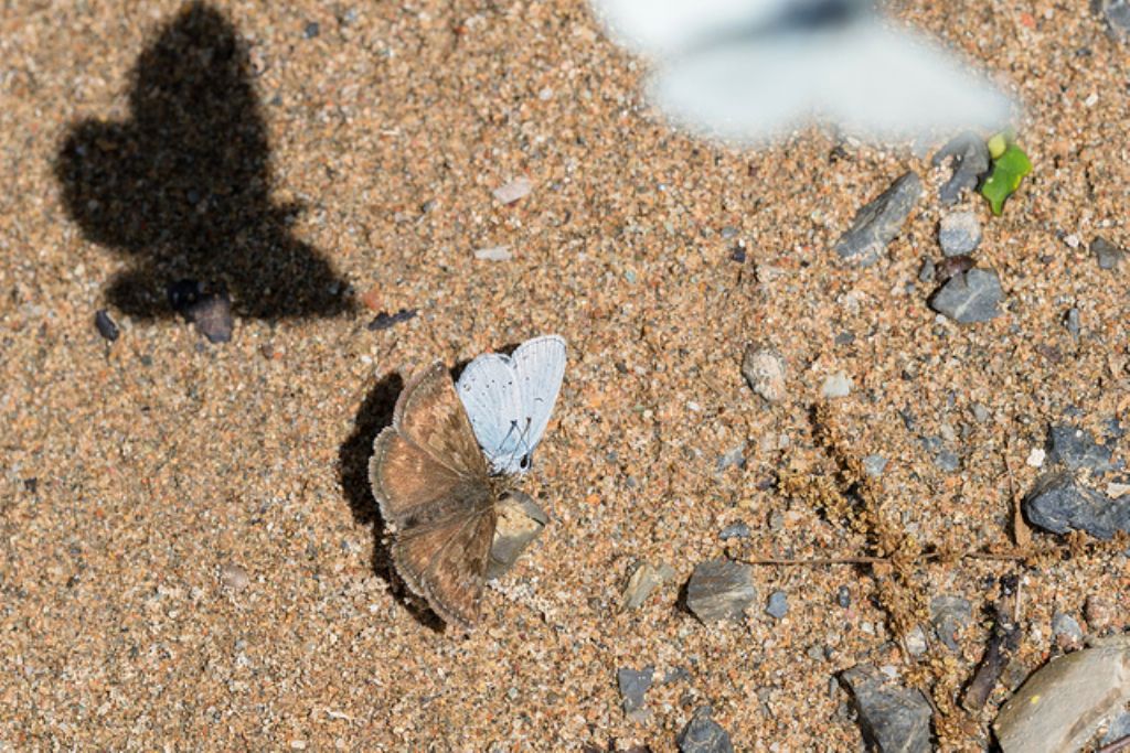 Erynnis tages, Cupido (Everes) alcetas e cfr. Pieris sp.