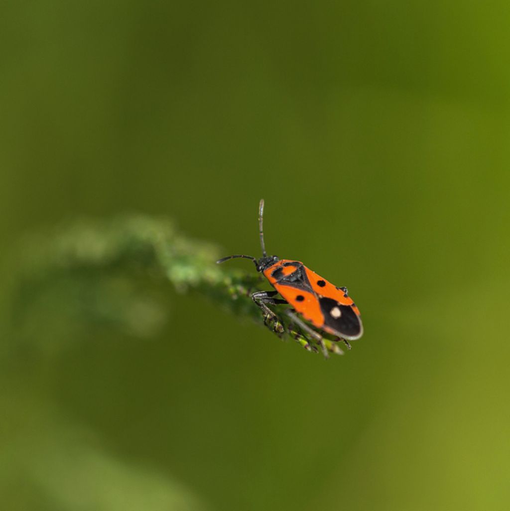 Lygaeidae: Melanocoryphus albomaculatus del Piemonte (CN)