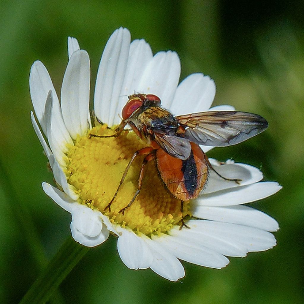 Tachinidae? Quale? S, Ectophasia crassipennis, maschio