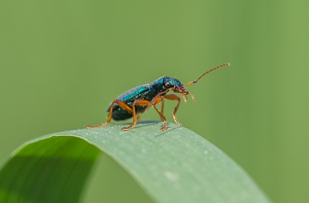 Drypta dentata, Carabidae