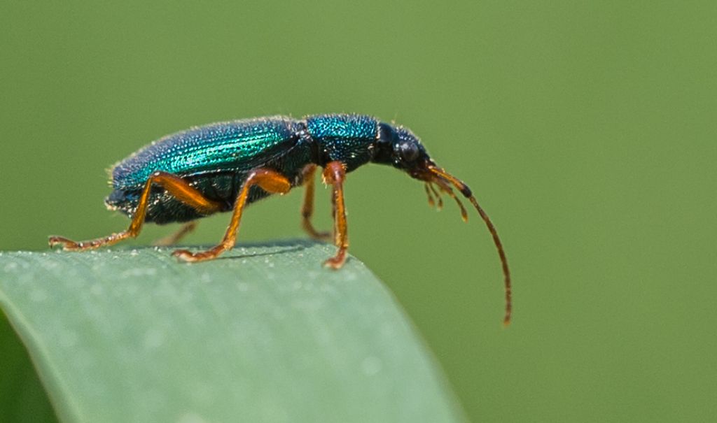 Drypta dentata, Carabidae