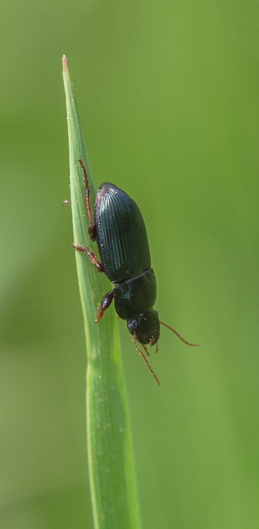 Carabide da ID 2: Harpalus sp.