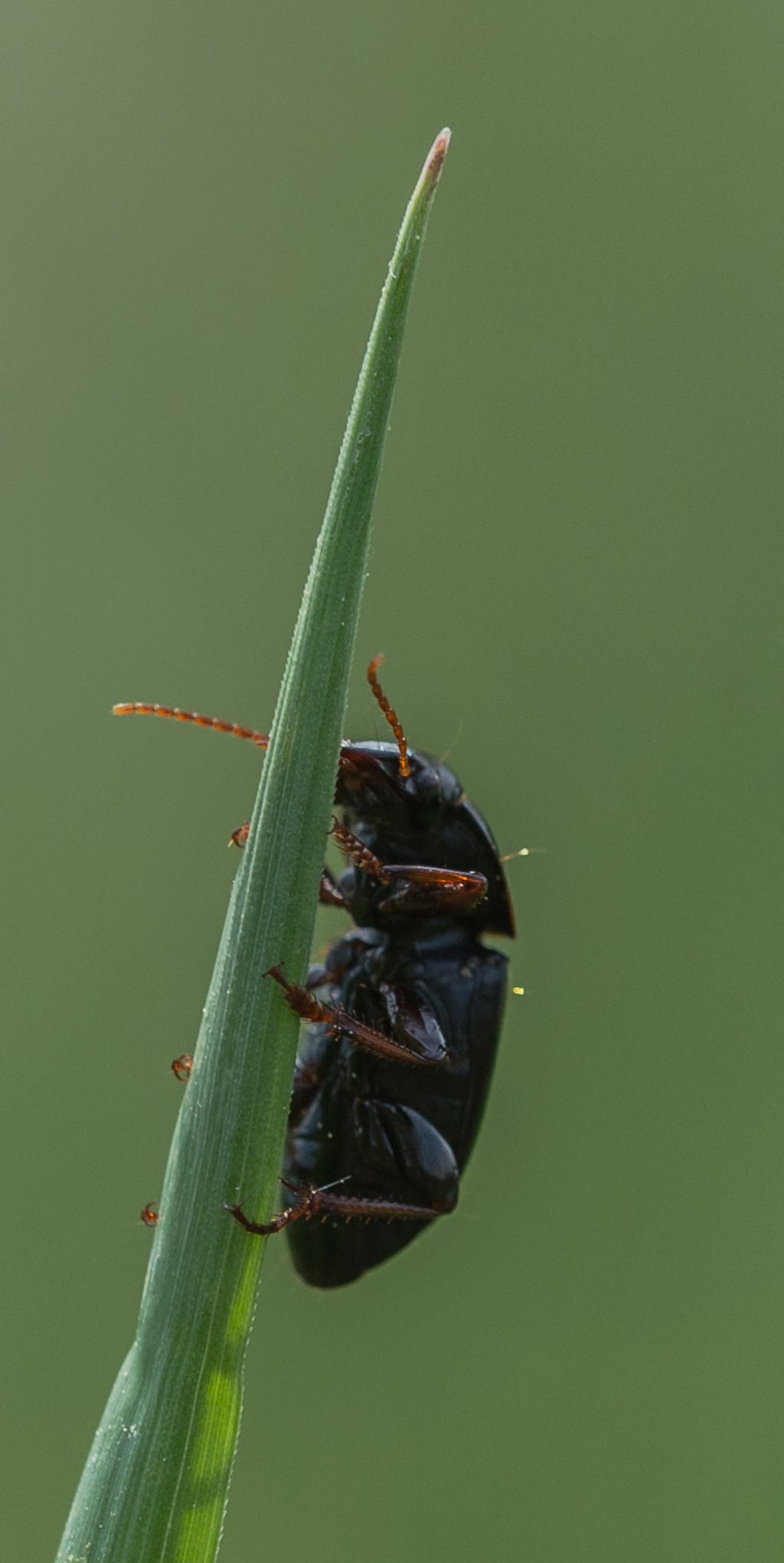 Carabide da ID 2: Harpalus sp.