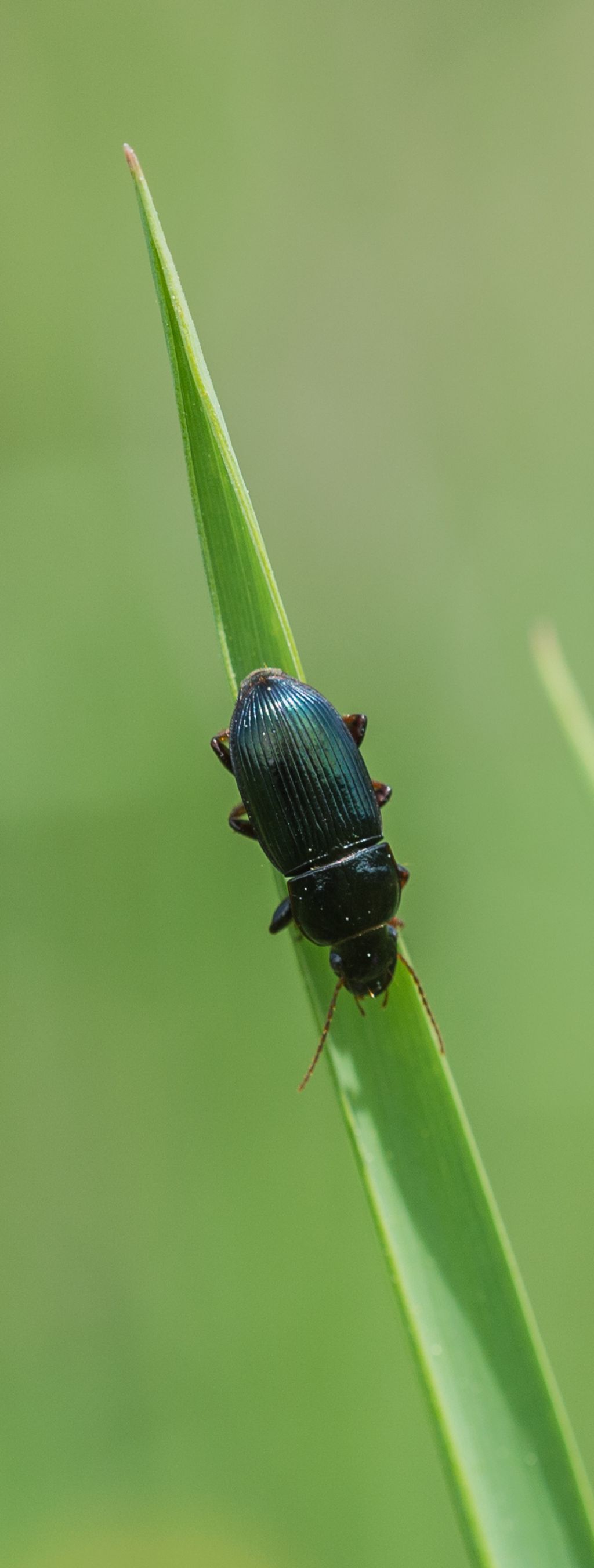 Carabide da ID 2: Harpalus sp.