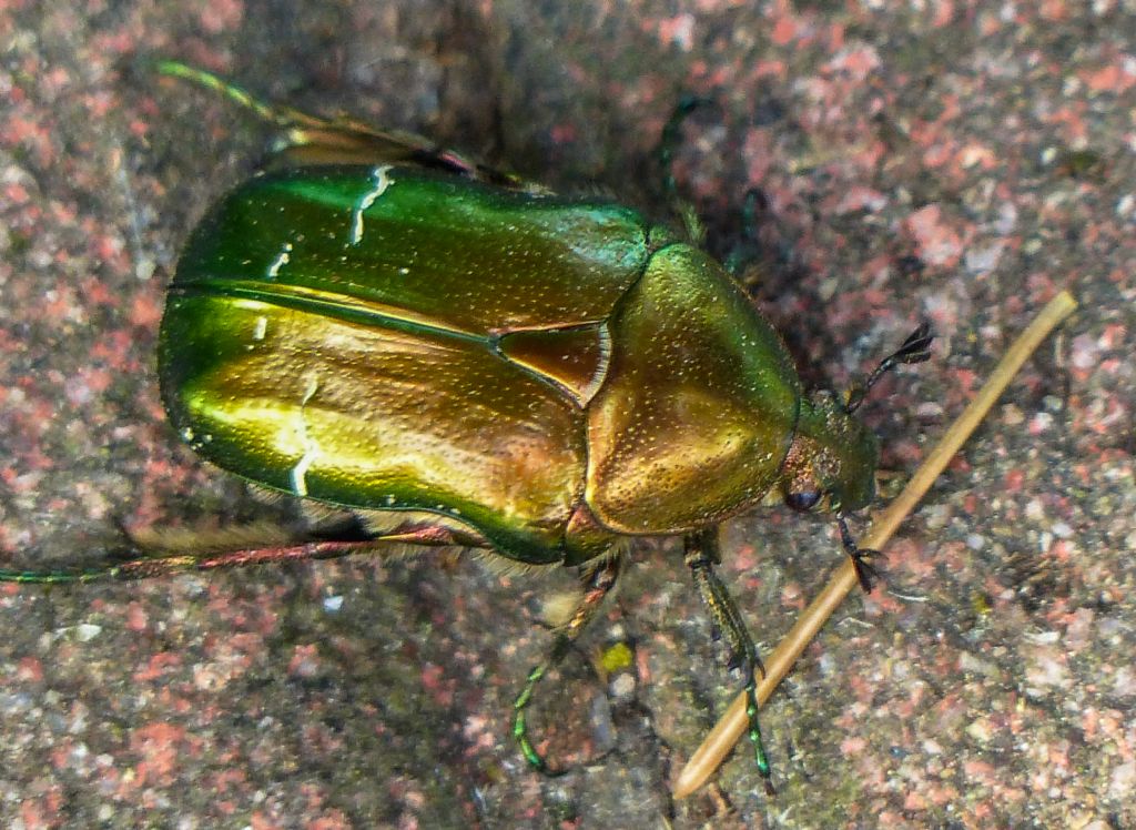 Cetonia aurata pisana, Cetoniidae