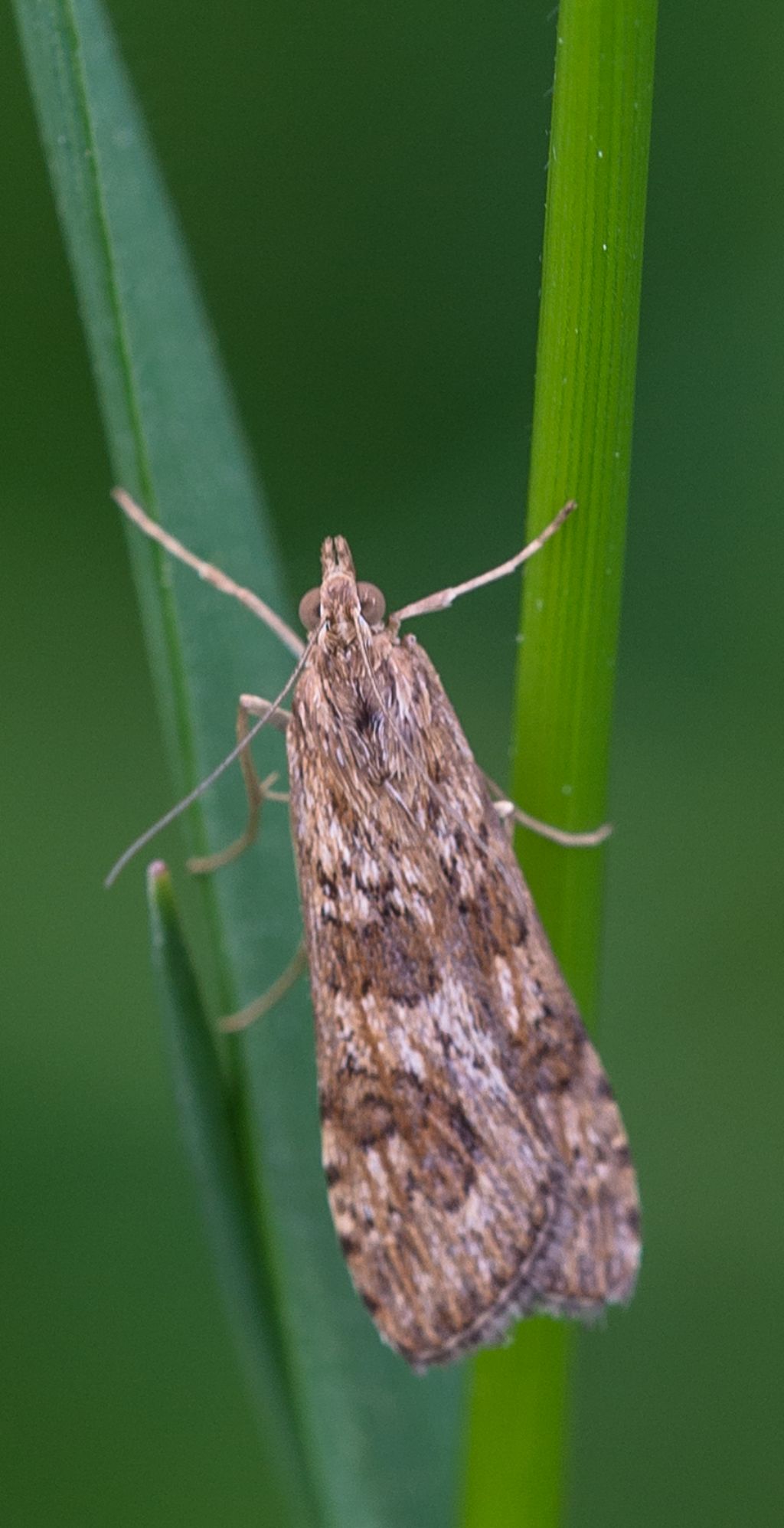 Lepidottero da determinare - Nomophila noctuella