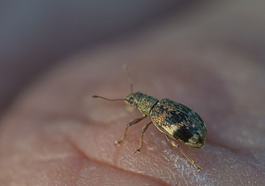 Phyllobius? No - Polydrusus sparsus