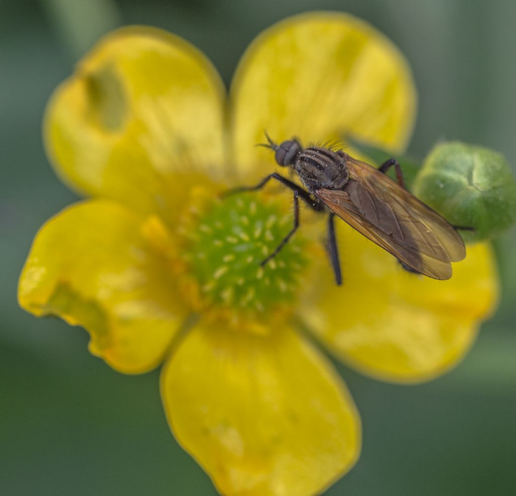 Maschio di Empis tesselata