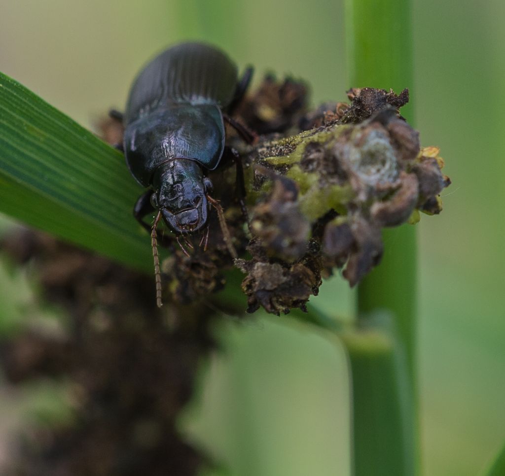 Carabide da ID 2: Harpalus sp.