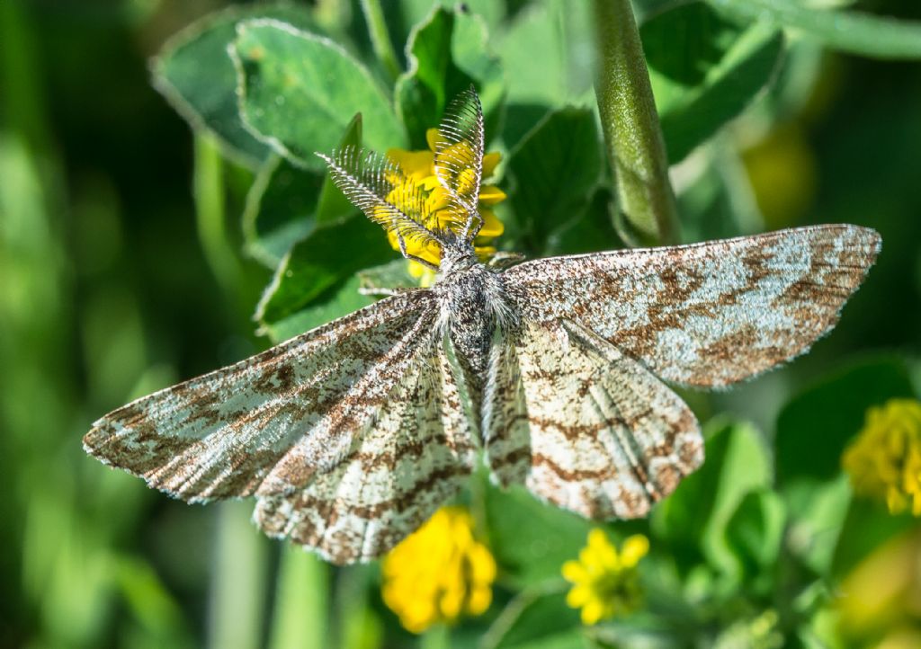 Maschio di Ematurga atomaria? S