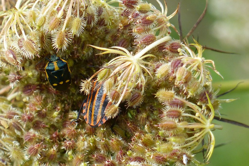 Pentatomidae: Graphosoma & Eurydema del Piemonte (CN)