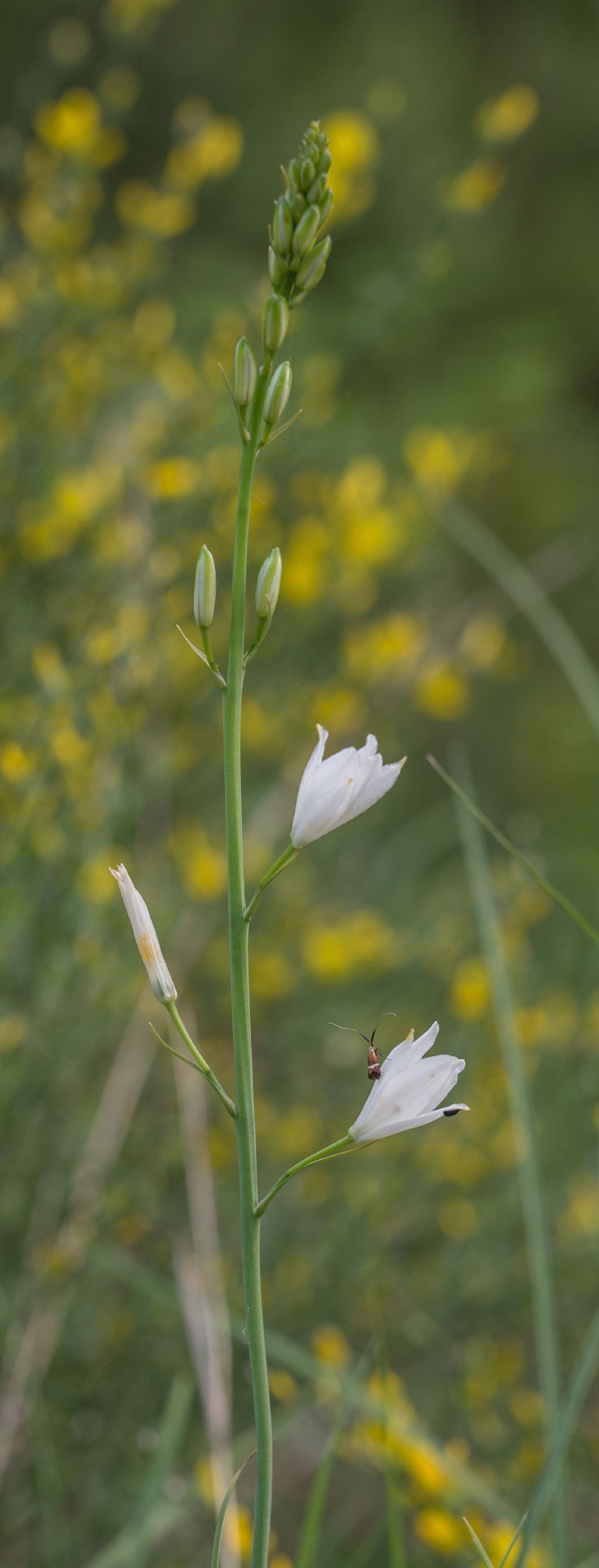 Anthericum liliago