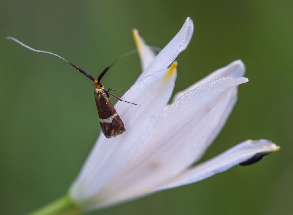 Adela australis