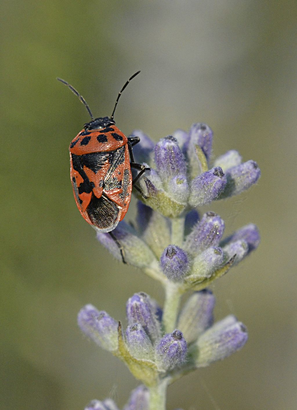 Pentatomidae: Eurydema ornata  da Sale San Giovanni (CN)