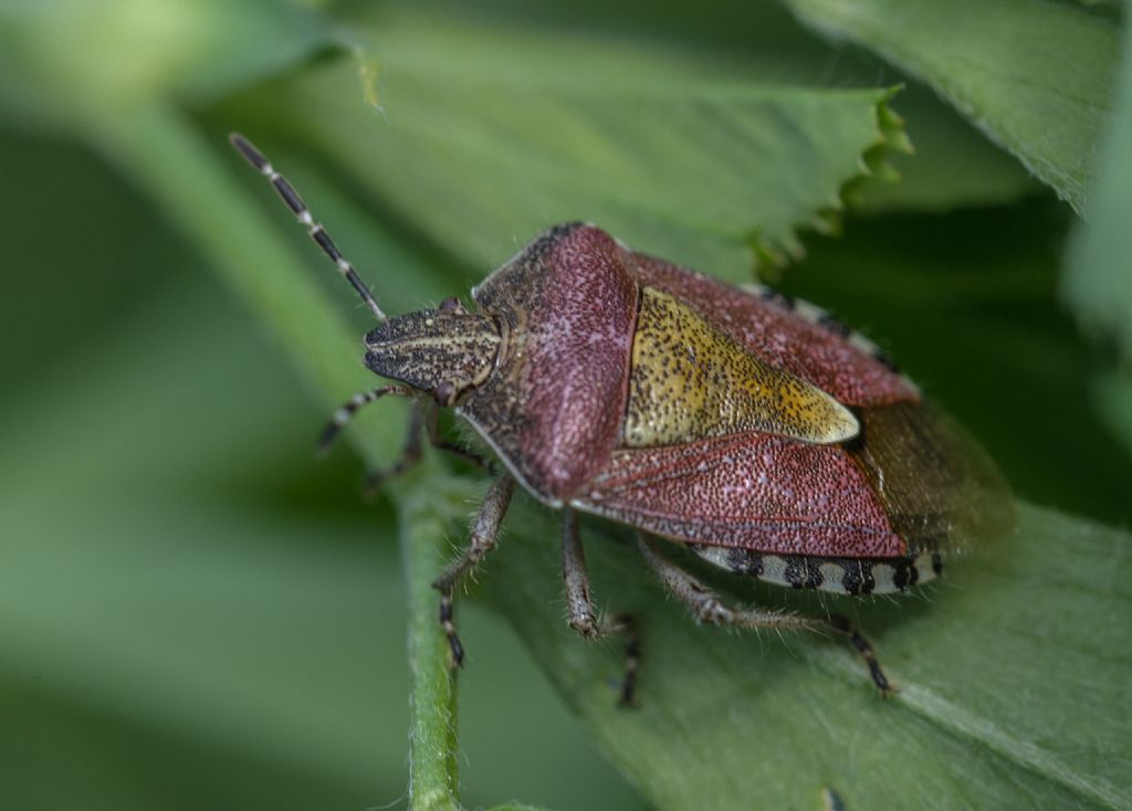 Pentatomidae: Dolycoris baccarum del Piemonte (CN)