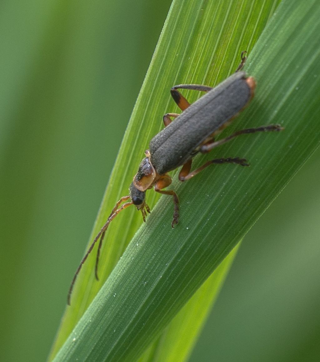 Cantharis rustica? - Cantharis nigricans