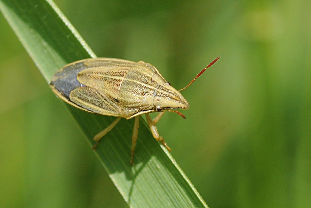 Pentatomidae: Aelia acuminata del Piemonte (CN)