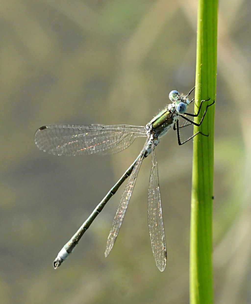 maschio di Lestes dryas