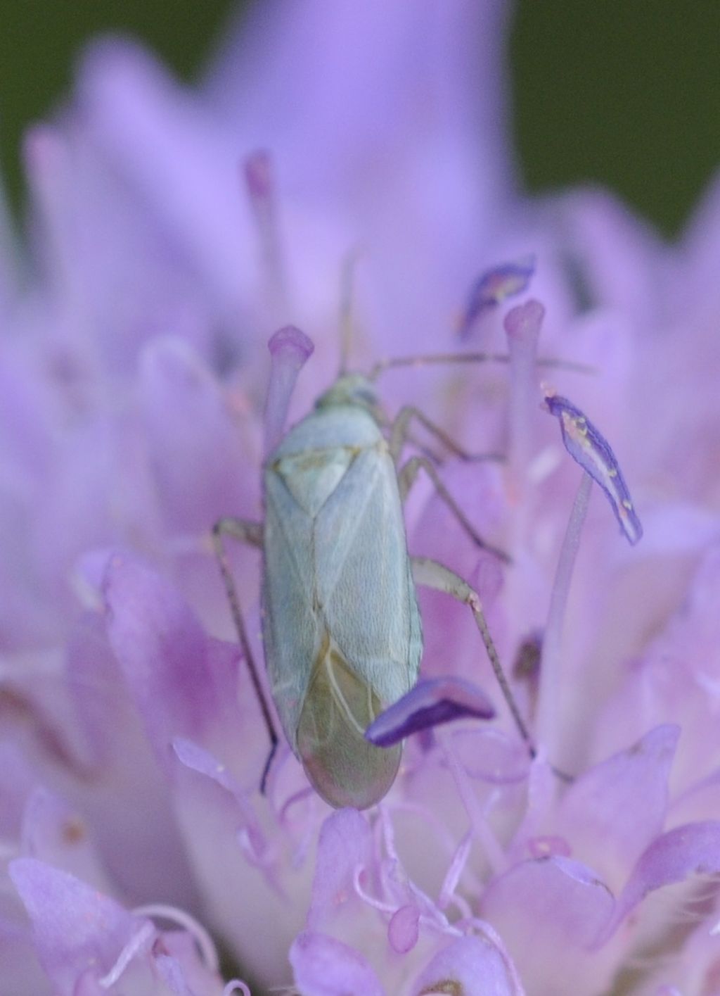 Miridae: Placochilus seladonicus del Piemonte (CN)