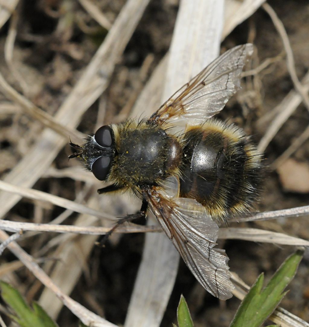 Tachina lurida /ursina.