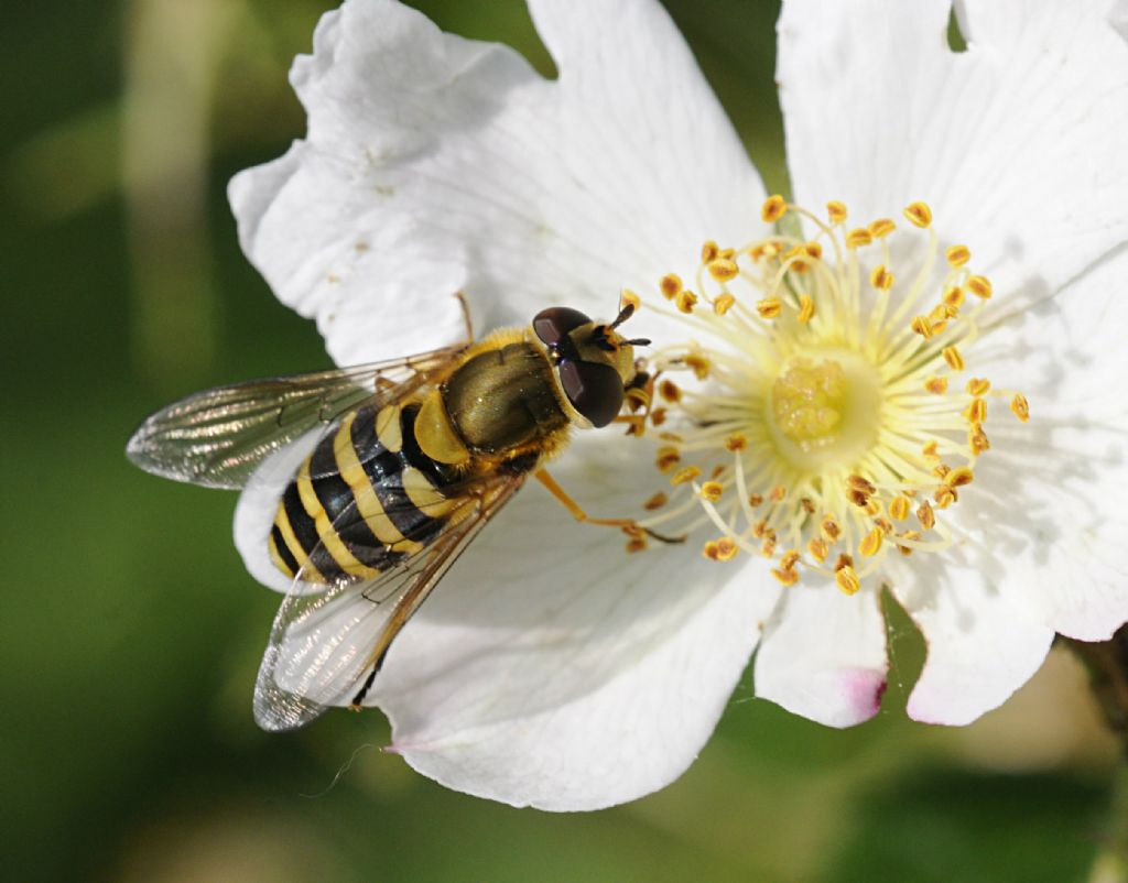 Syrphus sp.