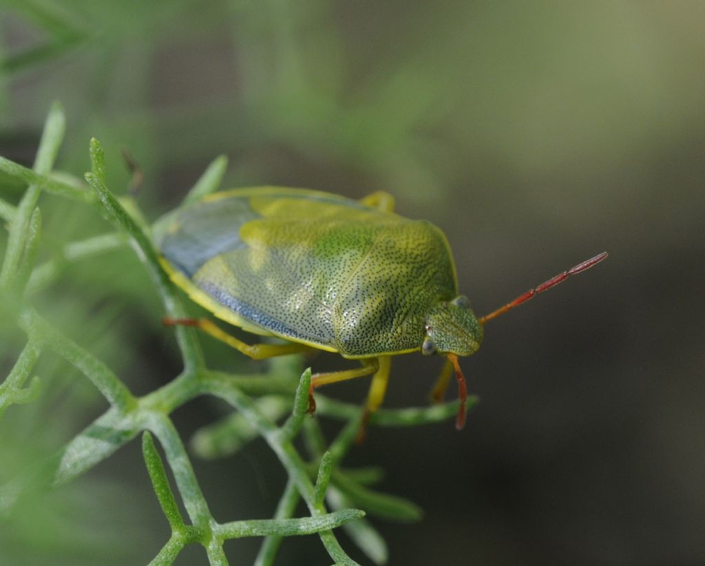 Pentatomidae: Piezodorus lituratus del Piemonte (CN)