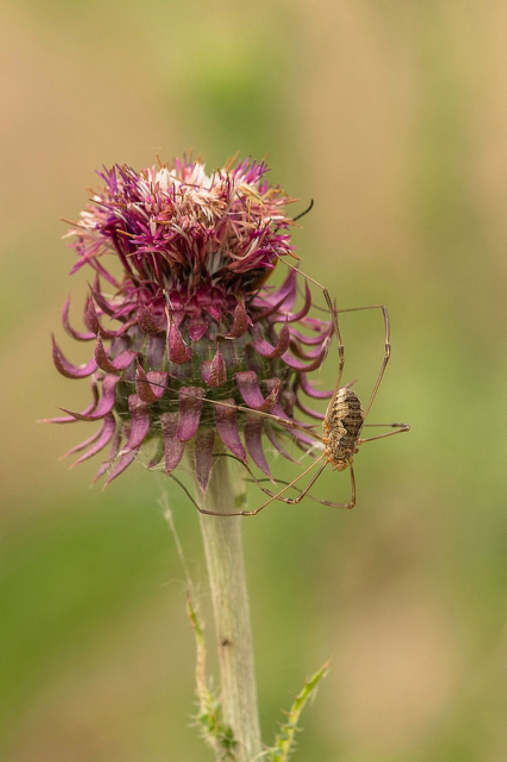 Phalangium opilio