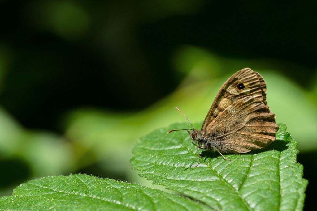 Lasiommata? No, Pararge aegeria