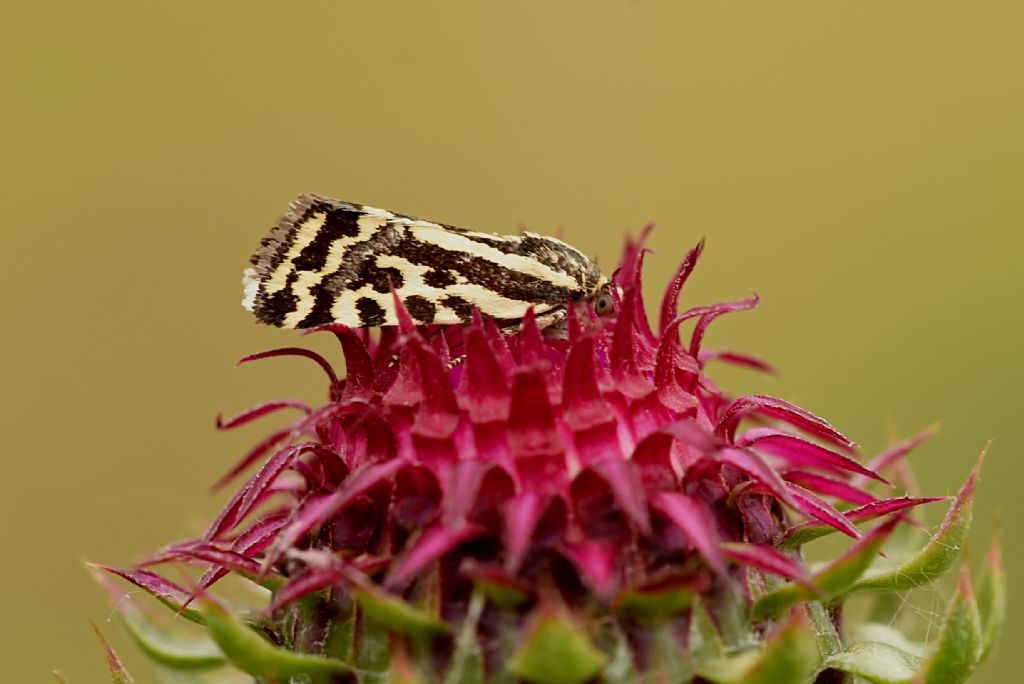 Lepidottero da determinare - Acontia (Emmelia) trabealis