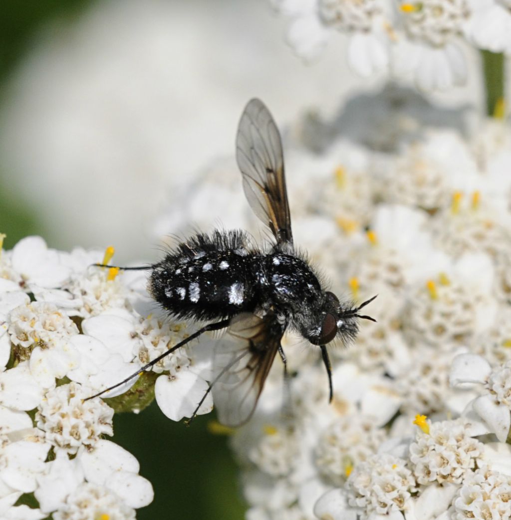 Bombylella atra