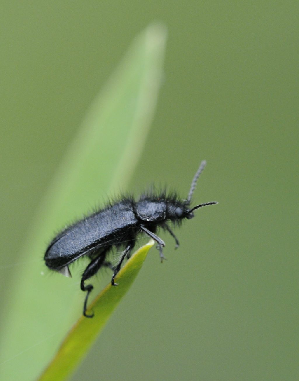 Enicopus hirtus? no, E. pilosus