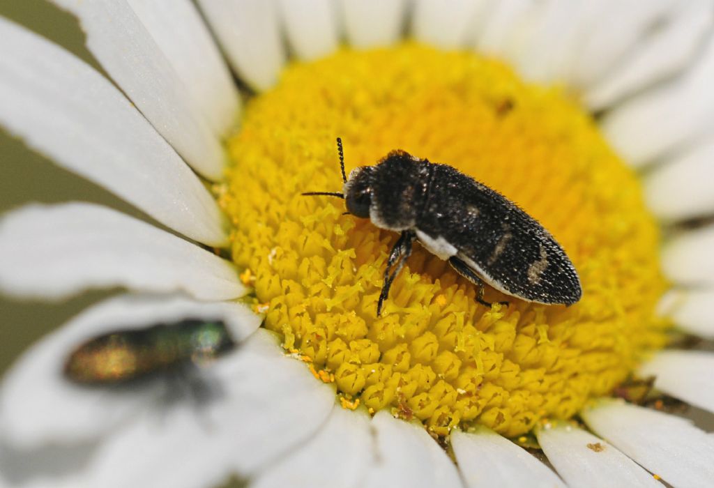 Acmaeoderella flavofasciata, Buprestidae