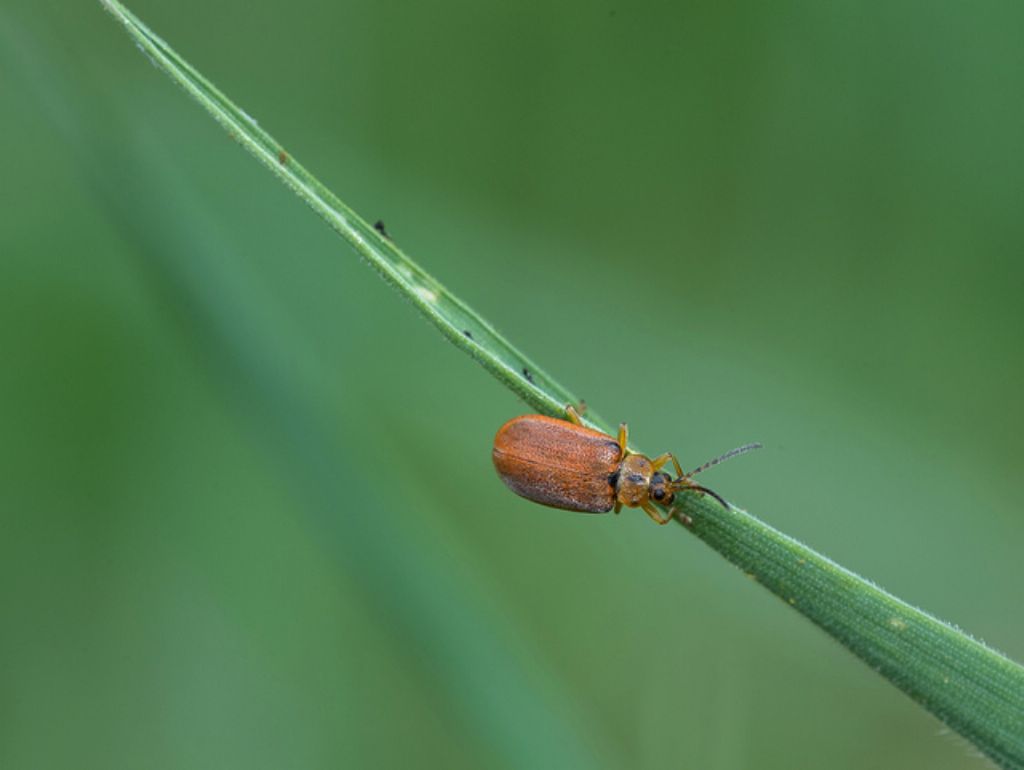 Galerucella sp., Chrysomelidae