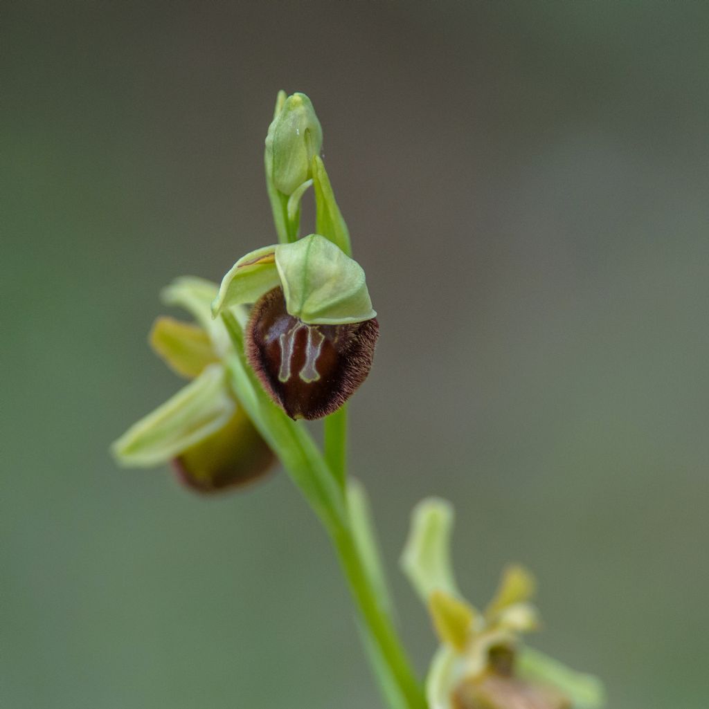 Ophrys cfr. sphegodes