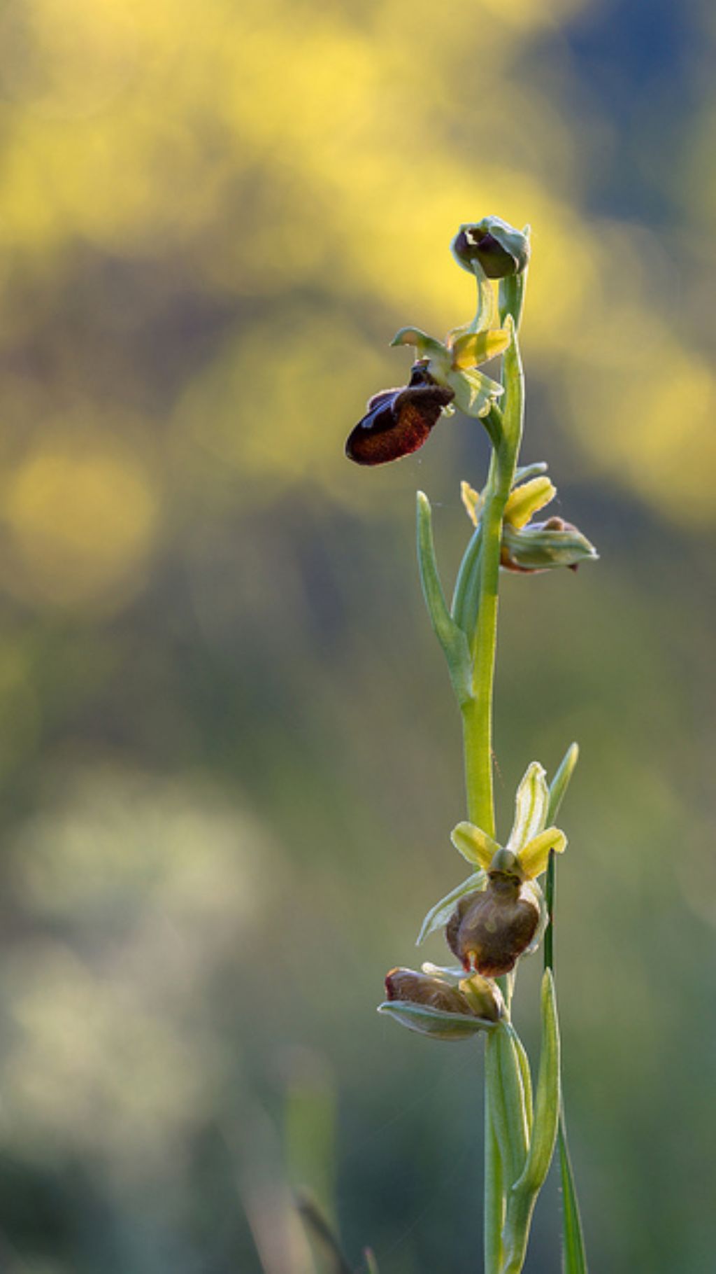 Ophrys cfr. sphegodes