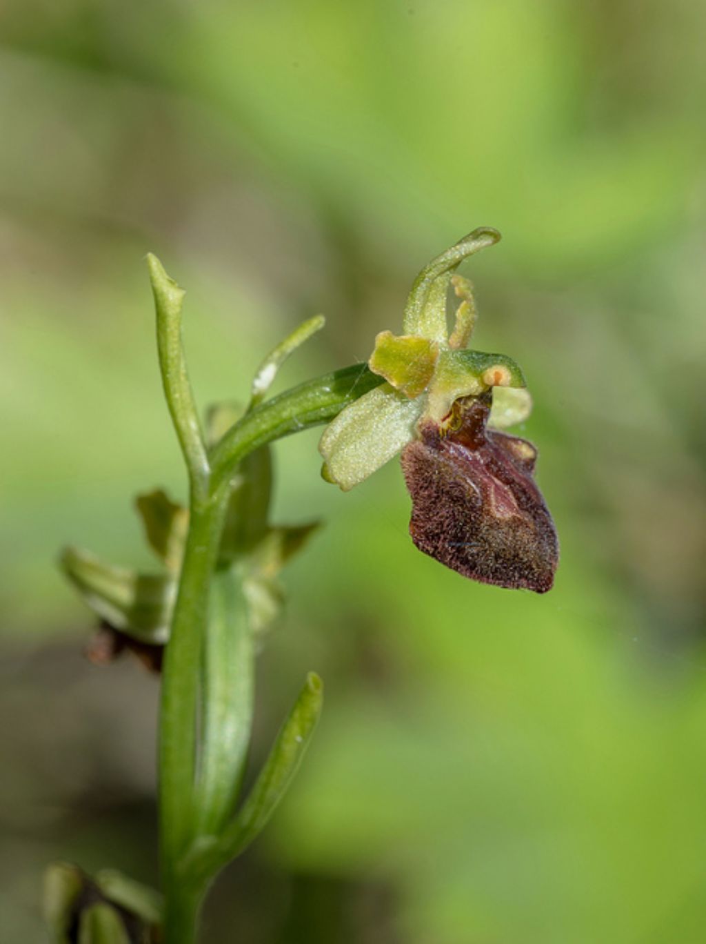 Ophrys cfr. sphegodes