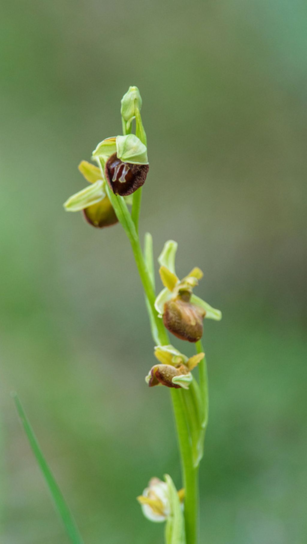 Ophrys cfr. sphegodes