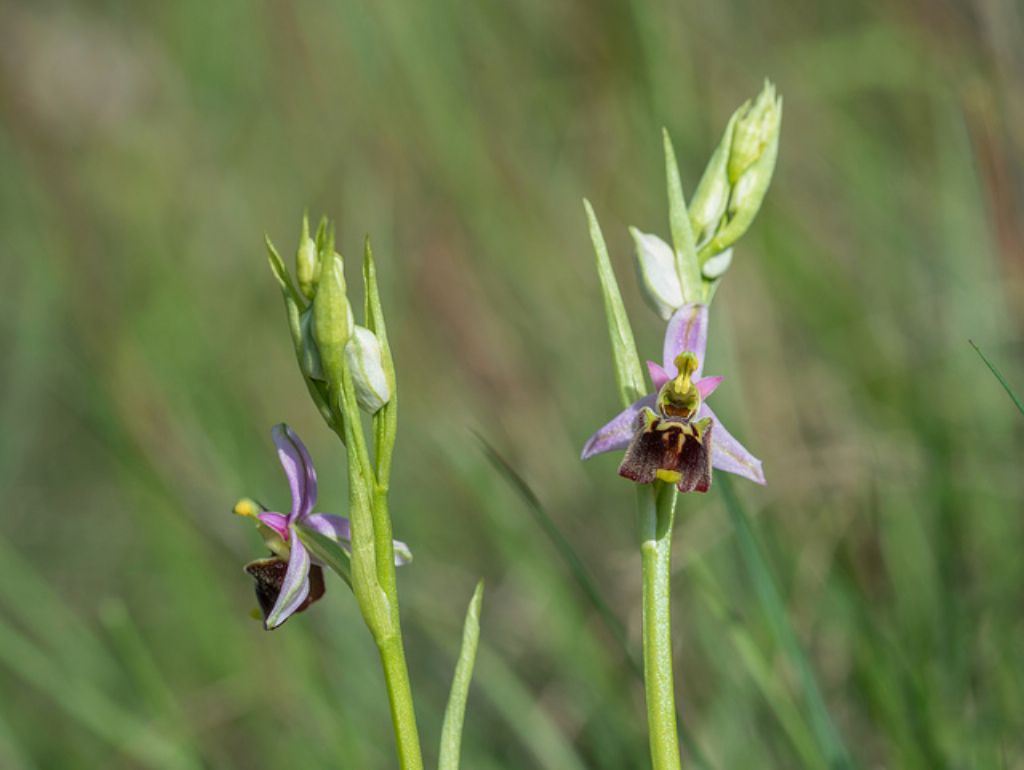 Ophrys holosericea