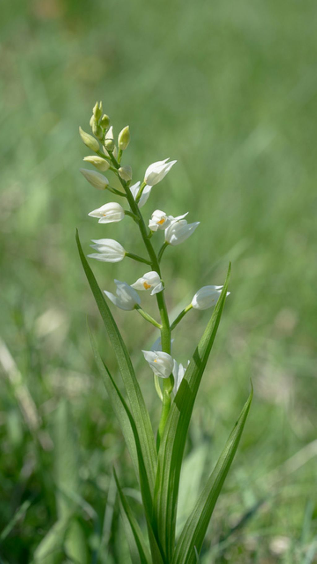 Cephalanthera longifolia