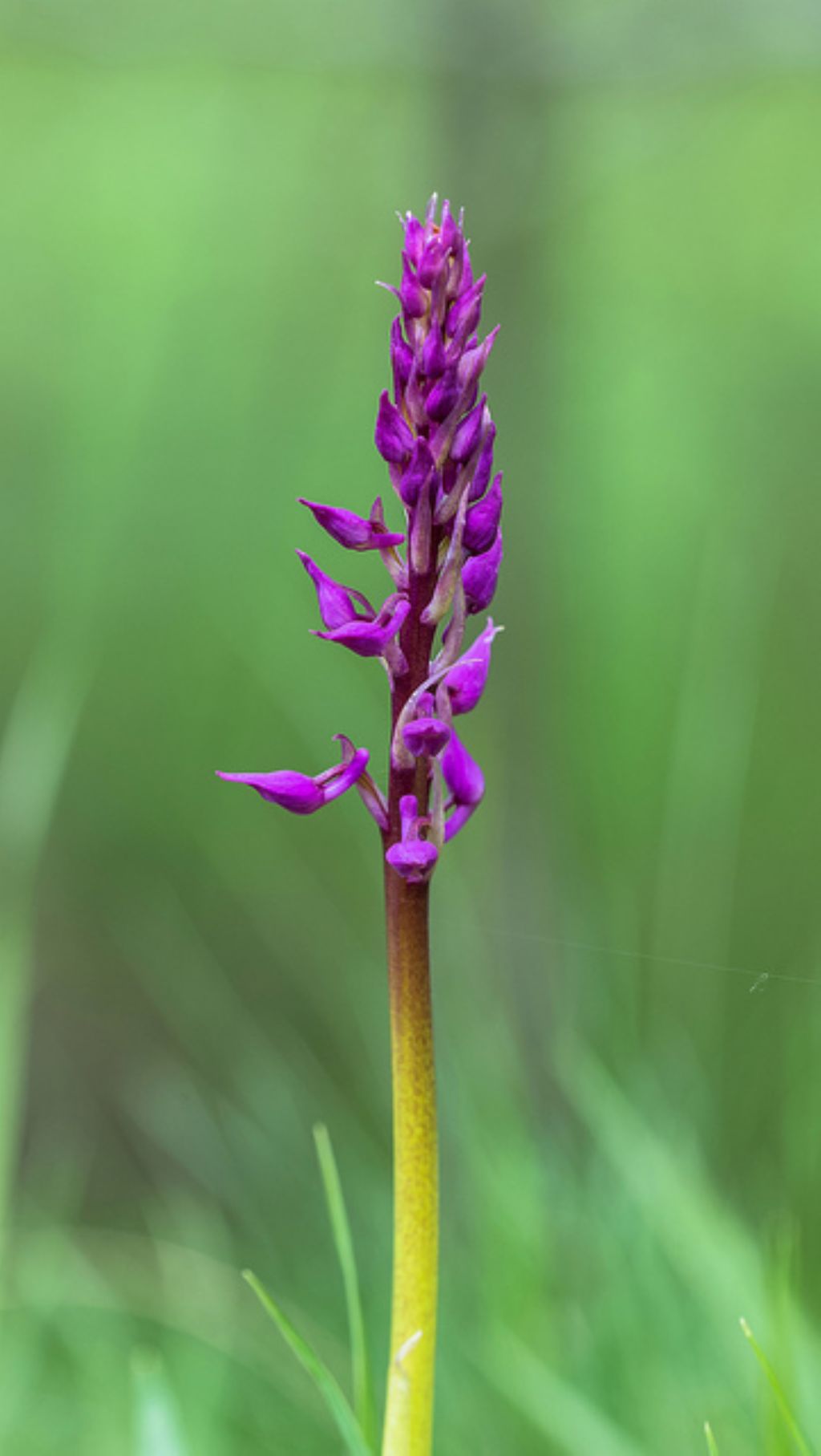 Orchis mascula?