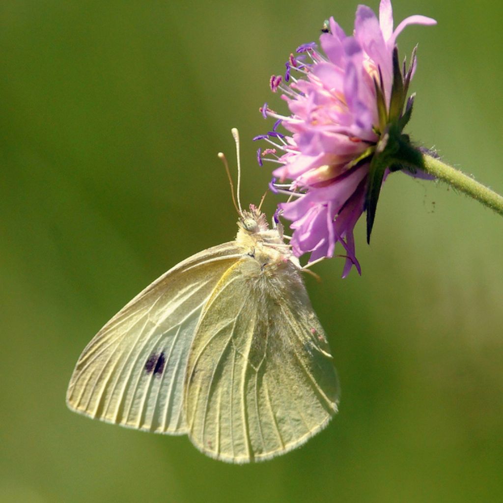 Pieris cfr. rapae