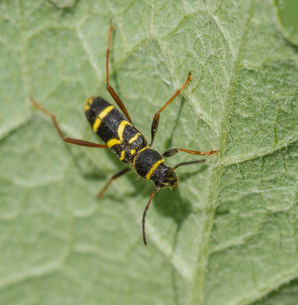 Clytus arietis - Cerambycidae