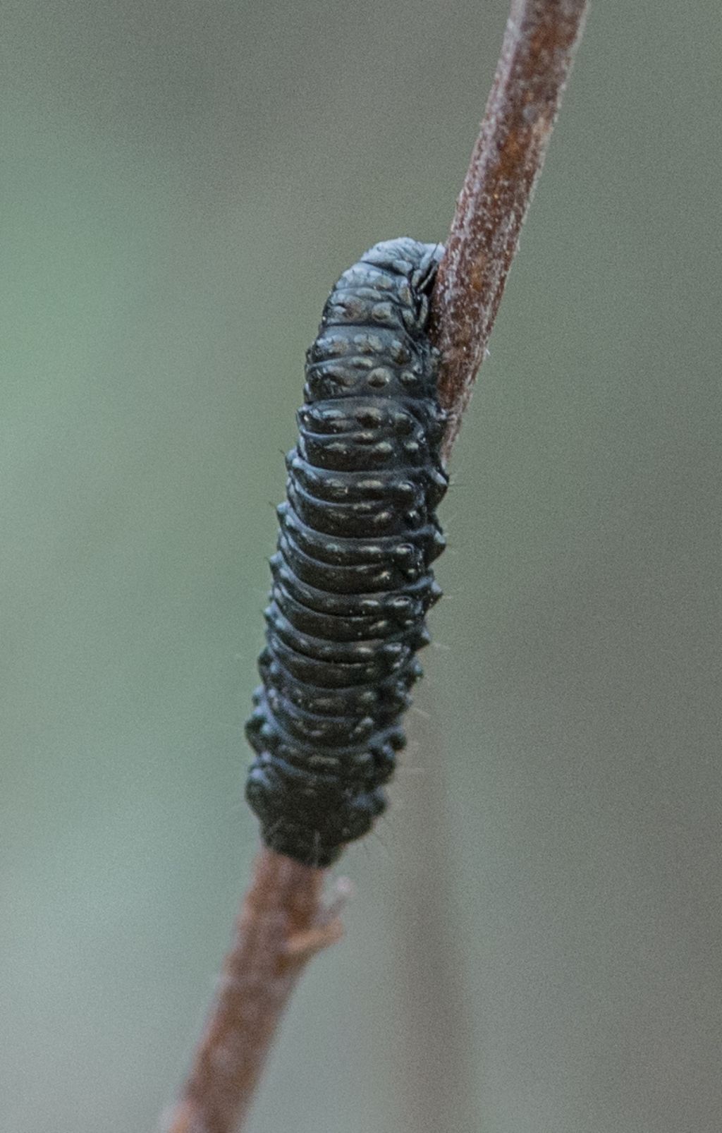 Larva da determinare: Arima marginata? (Chrysomelidae)