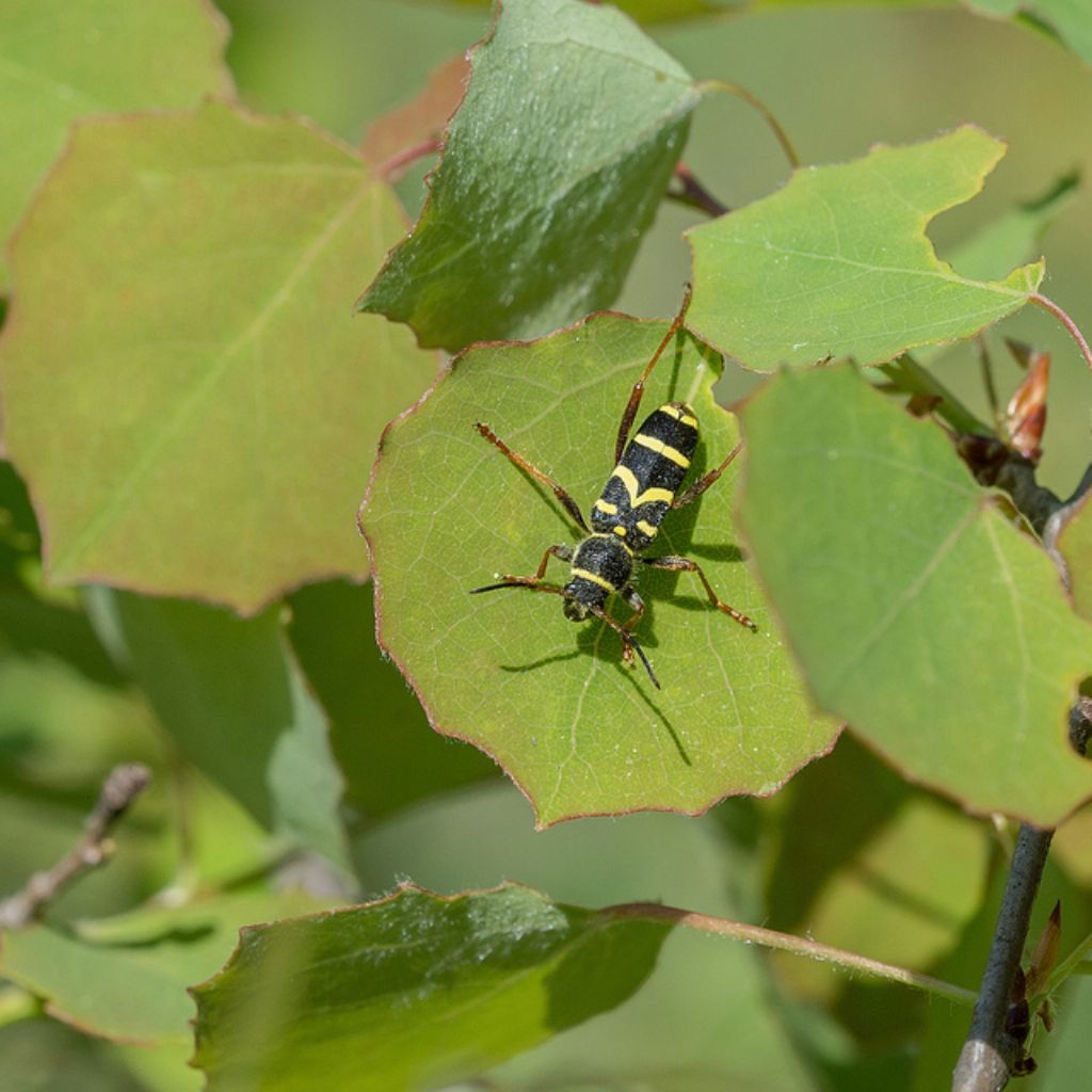 Clytus arietis - Cerambycidae